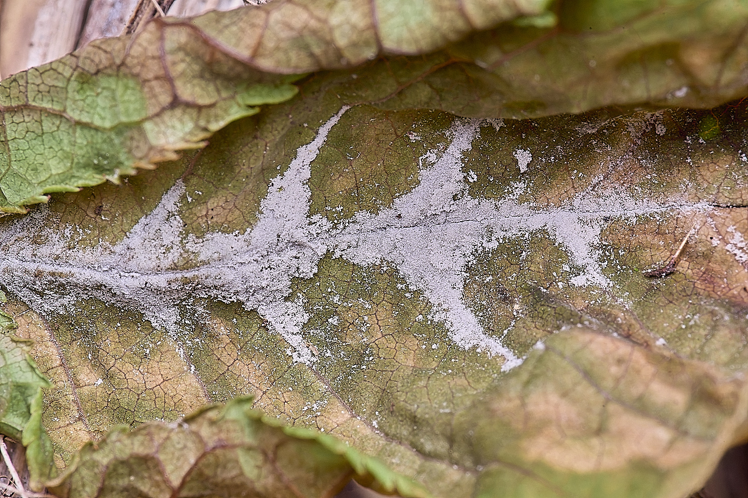 UptonFenPpadusMollinia200425-1