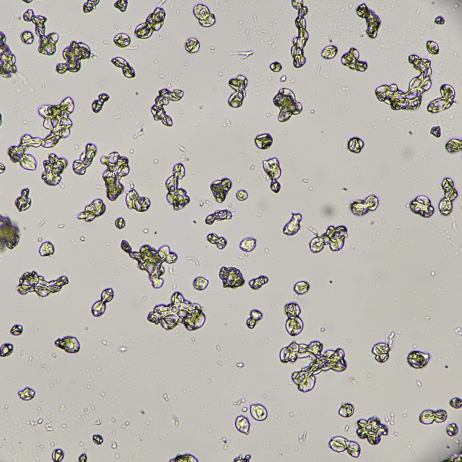 UptonFenPpadusMollinia200425-3