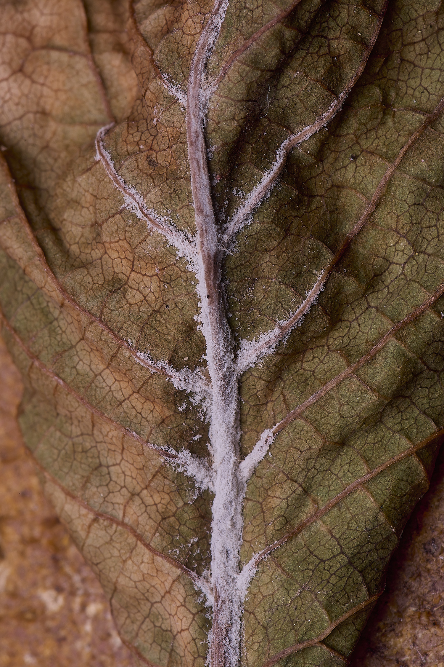 UptonFenPpadusMollinia200425-2