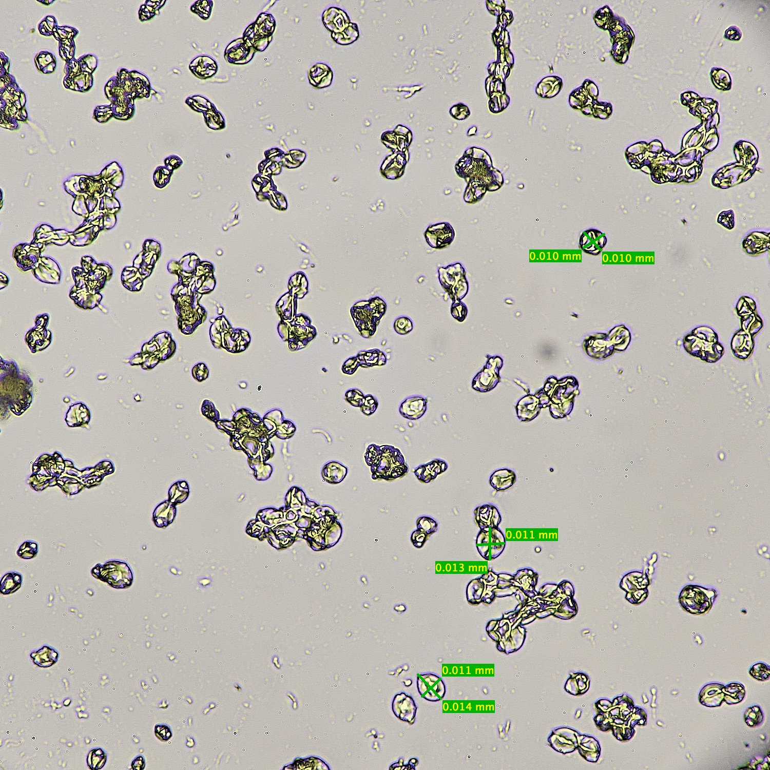 UptonFenPpadusMollinia200425-3M