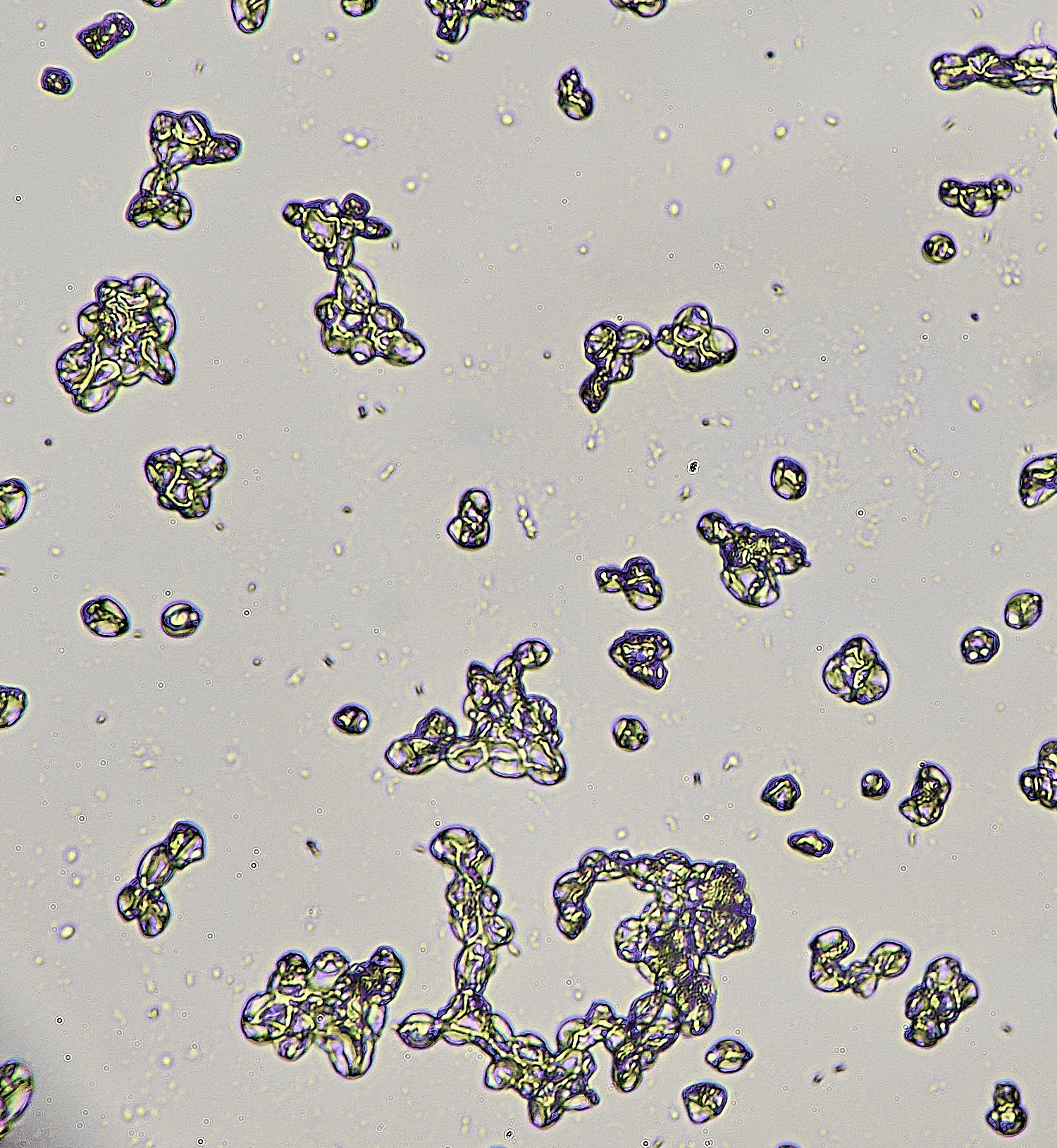 UptonFenPpadusMollinia200425-4