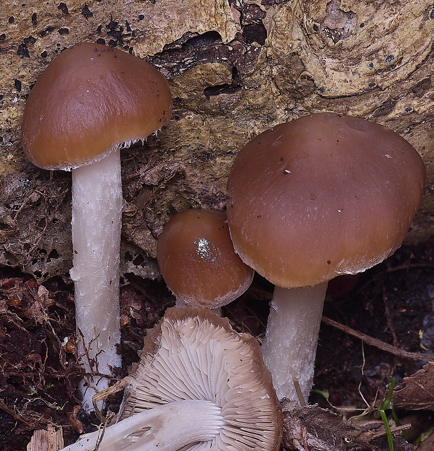 UptonFenPsyatherella200425-1