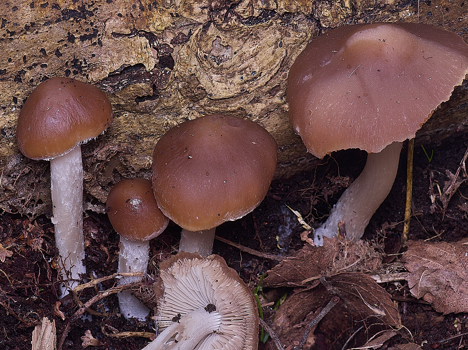 UptonFenPsyatherella200425-2