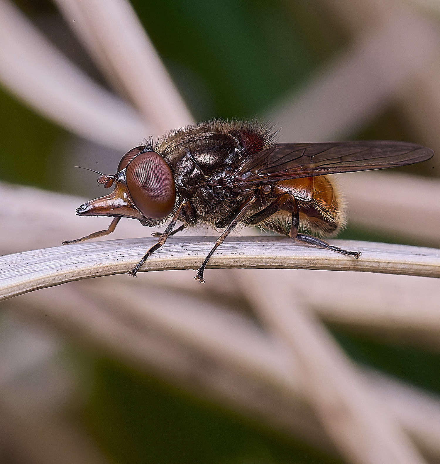 UptonFenRcampestris200425-1