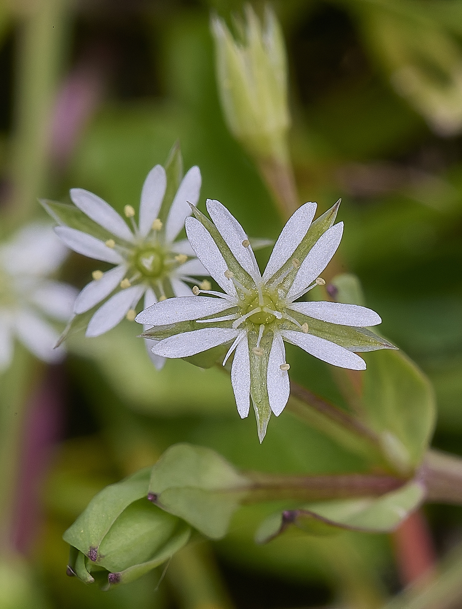 UptonFenSalsine200425-1