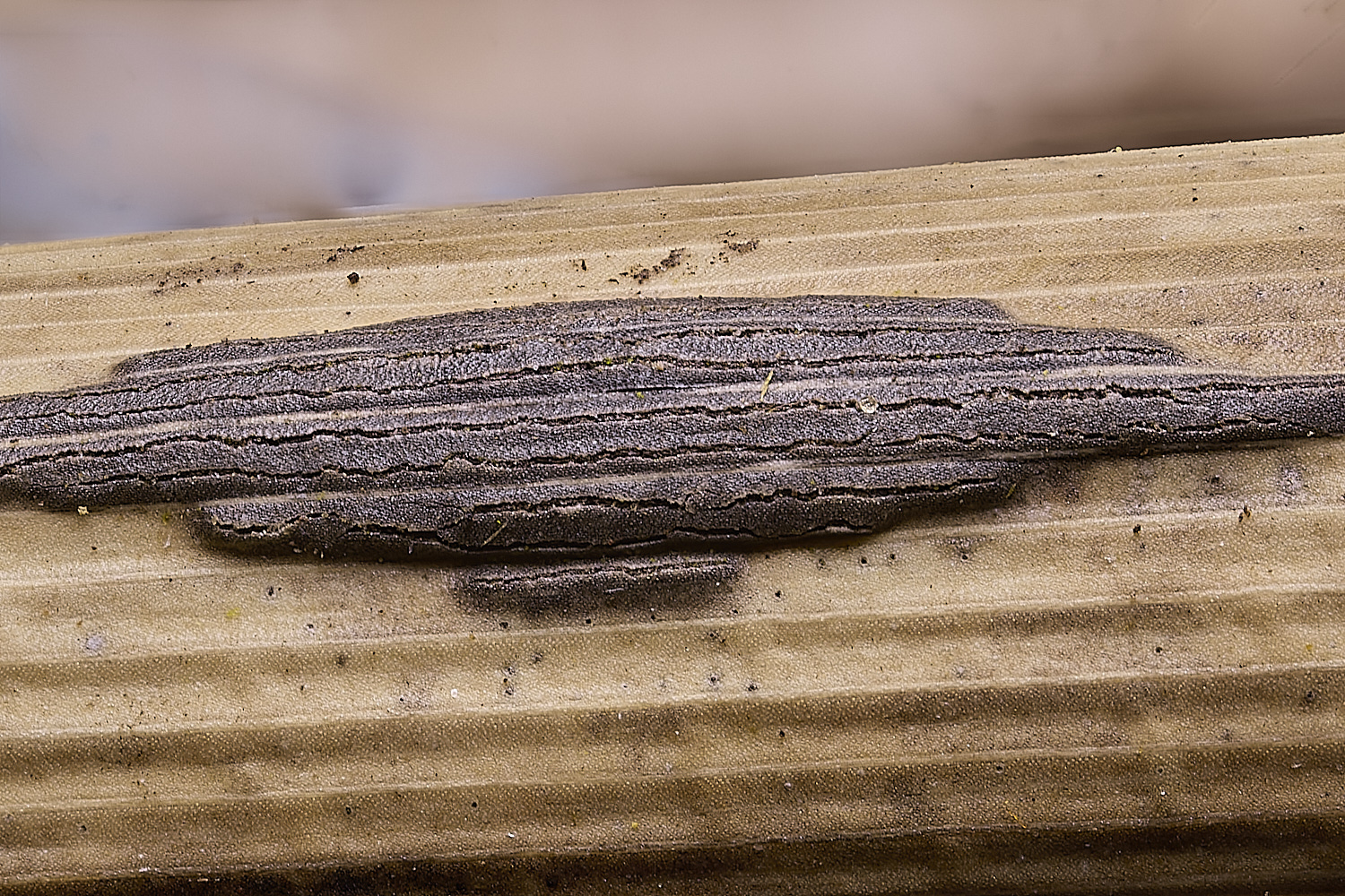 UptonFenScirhrriarimosa200425-1