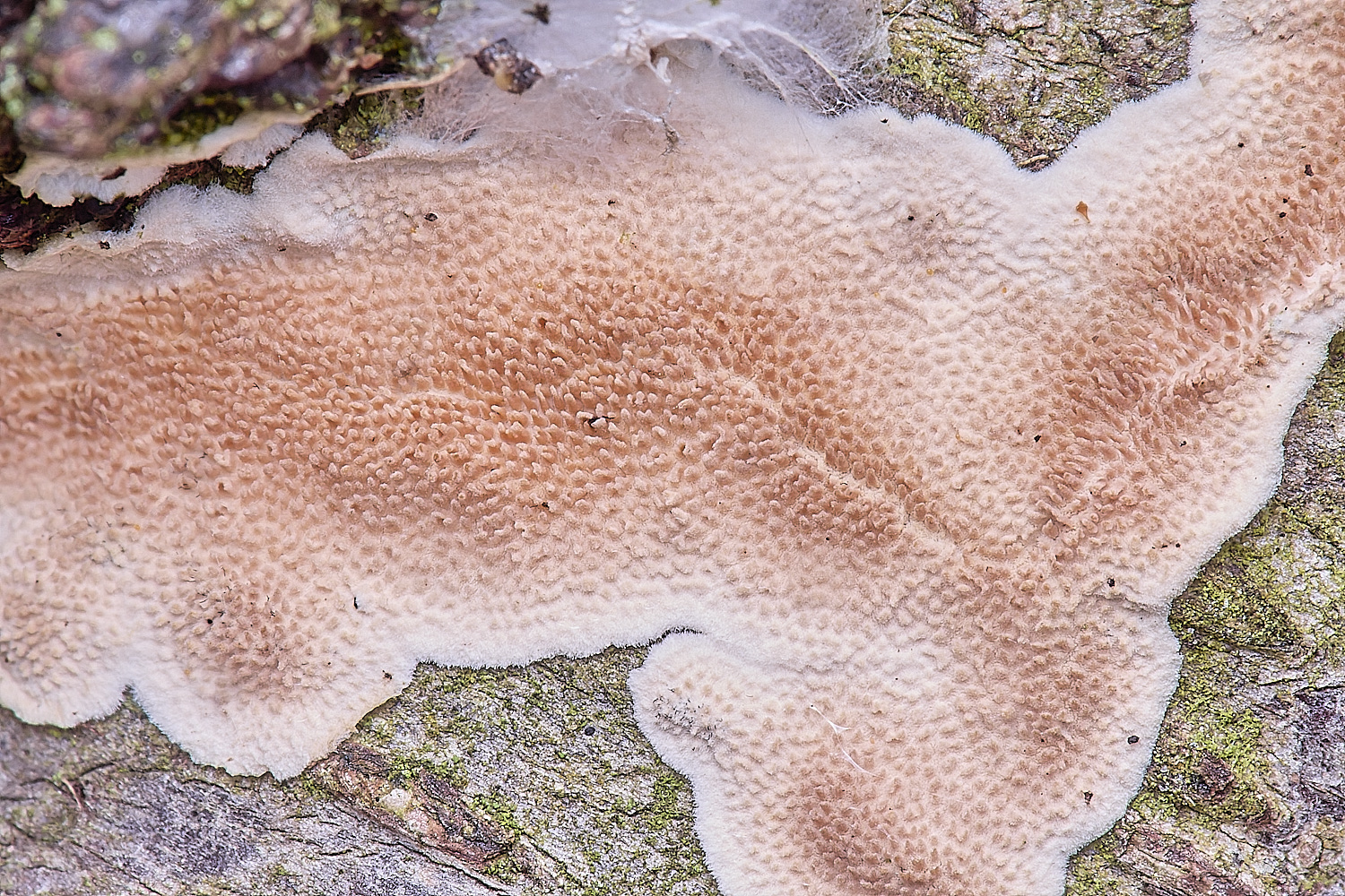 UptonFenSochraceum200425-1