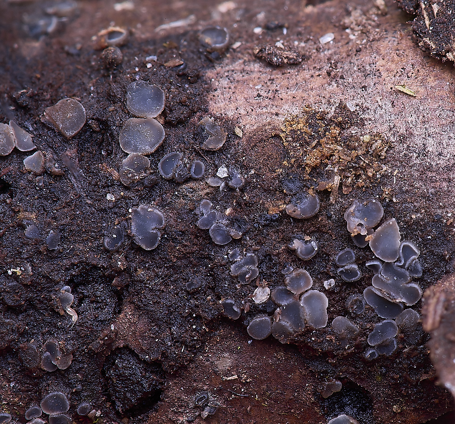 UptonFenTapesiafusca200425-1