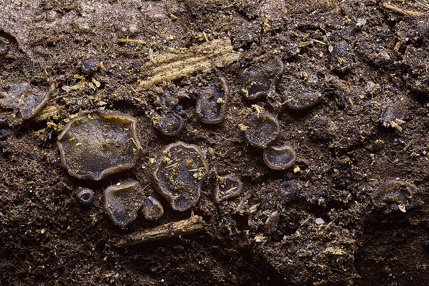 UptonFenTapesiafusca200425-2