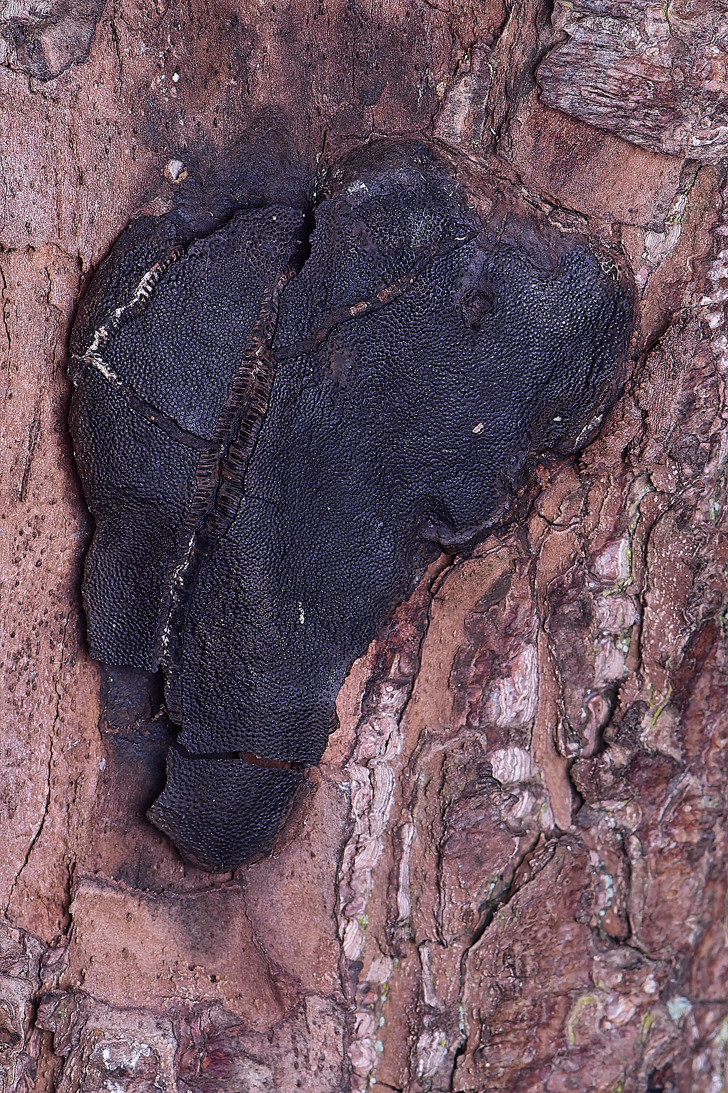 UptonFenThickTarCrust200425-1