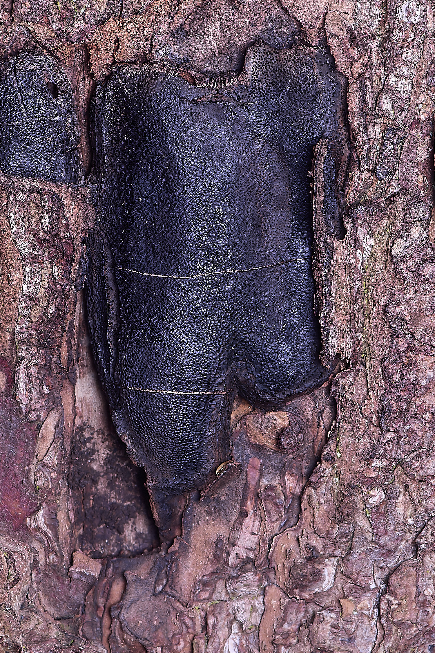 UptonFenThickTarCrust200425-2