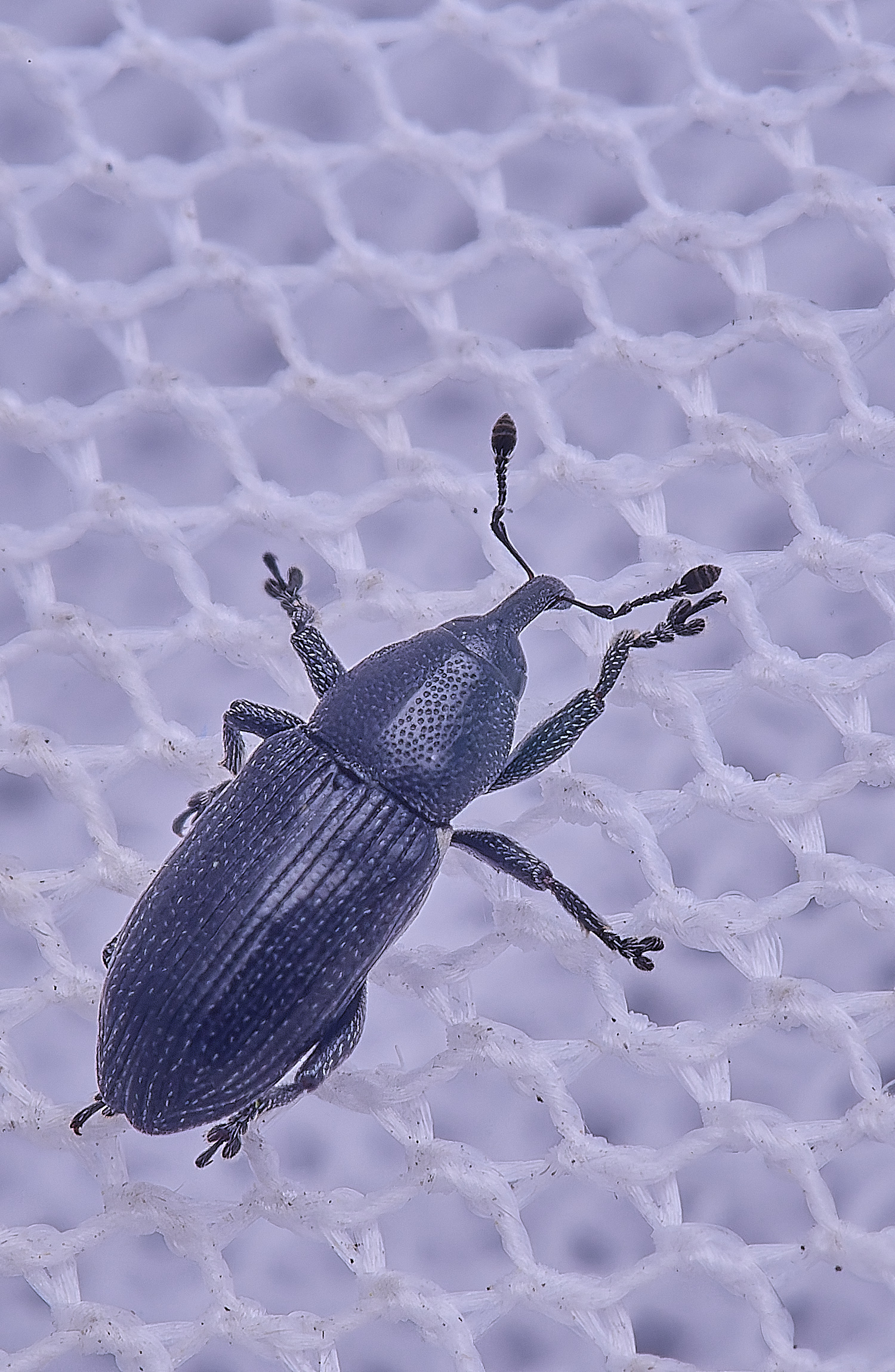 UptonFenWeevil200425-1