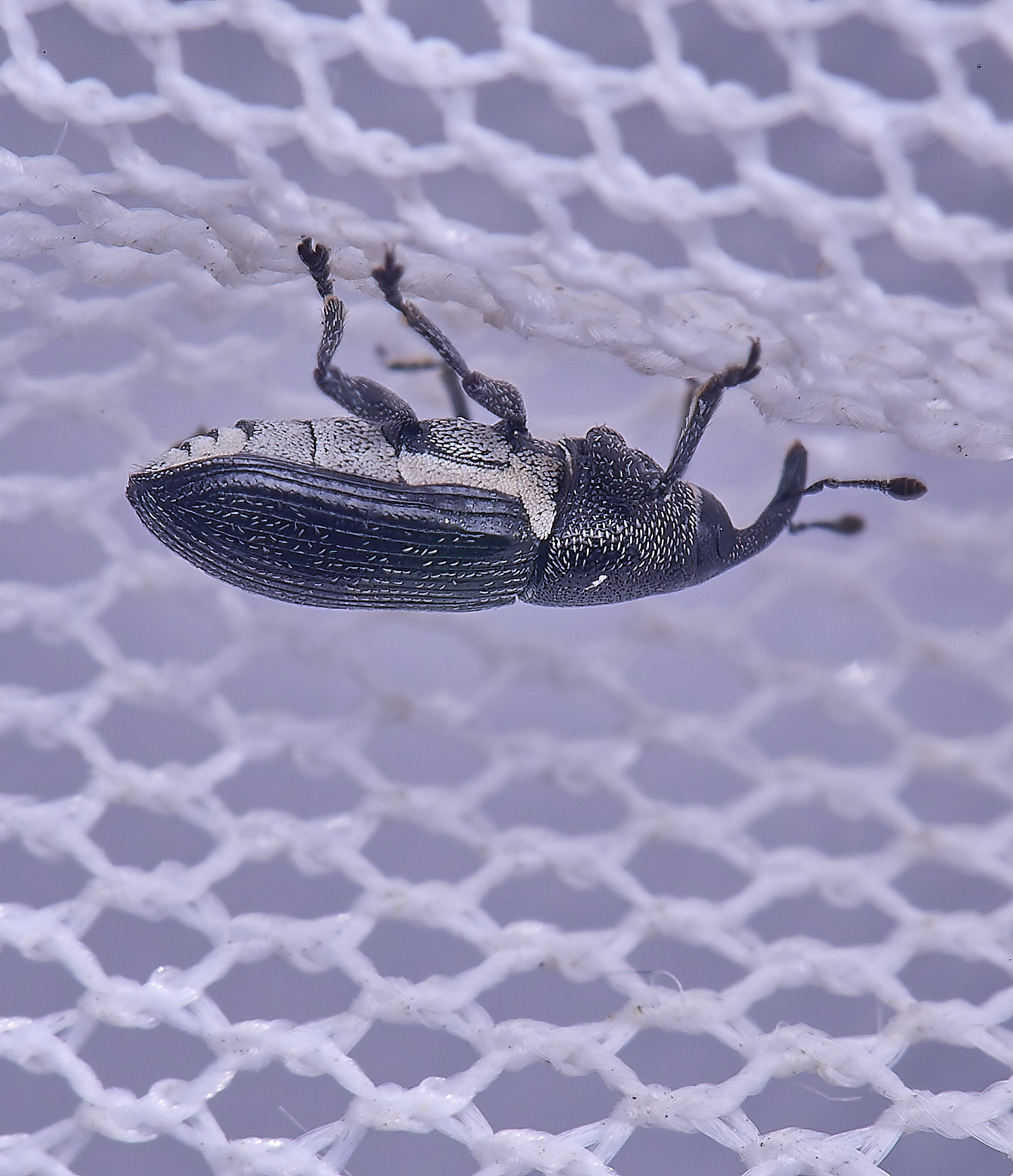 UptonFenWeevil200425-2