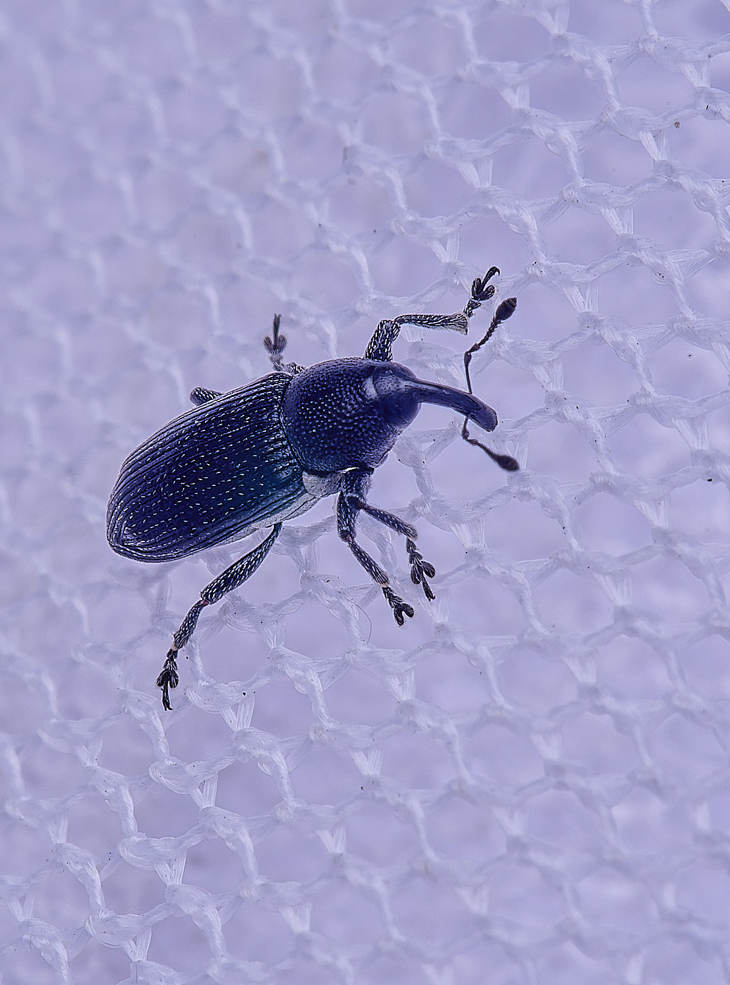 UptonFenWeevil200425-3