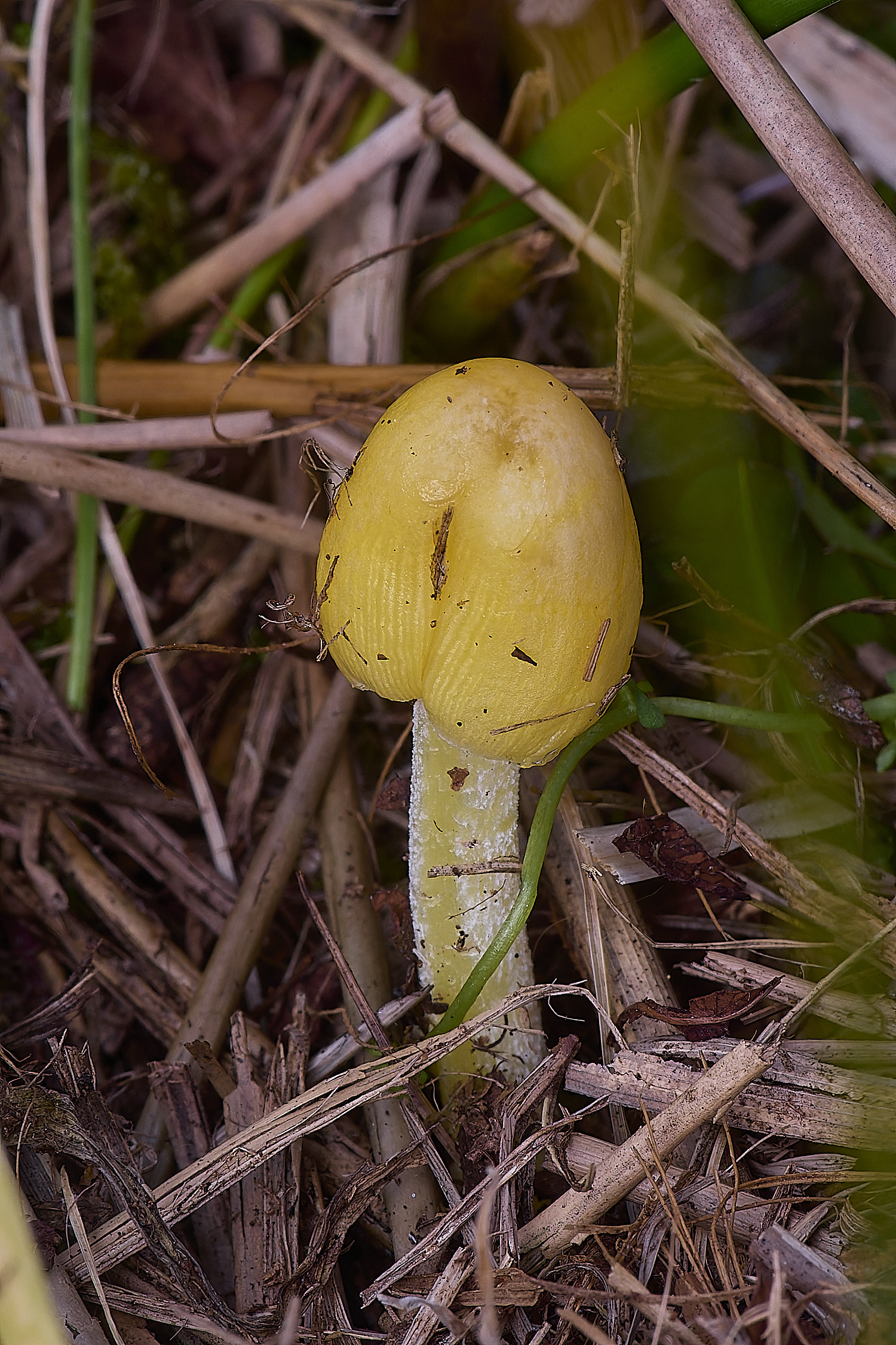 UptonFenYellow200425-1