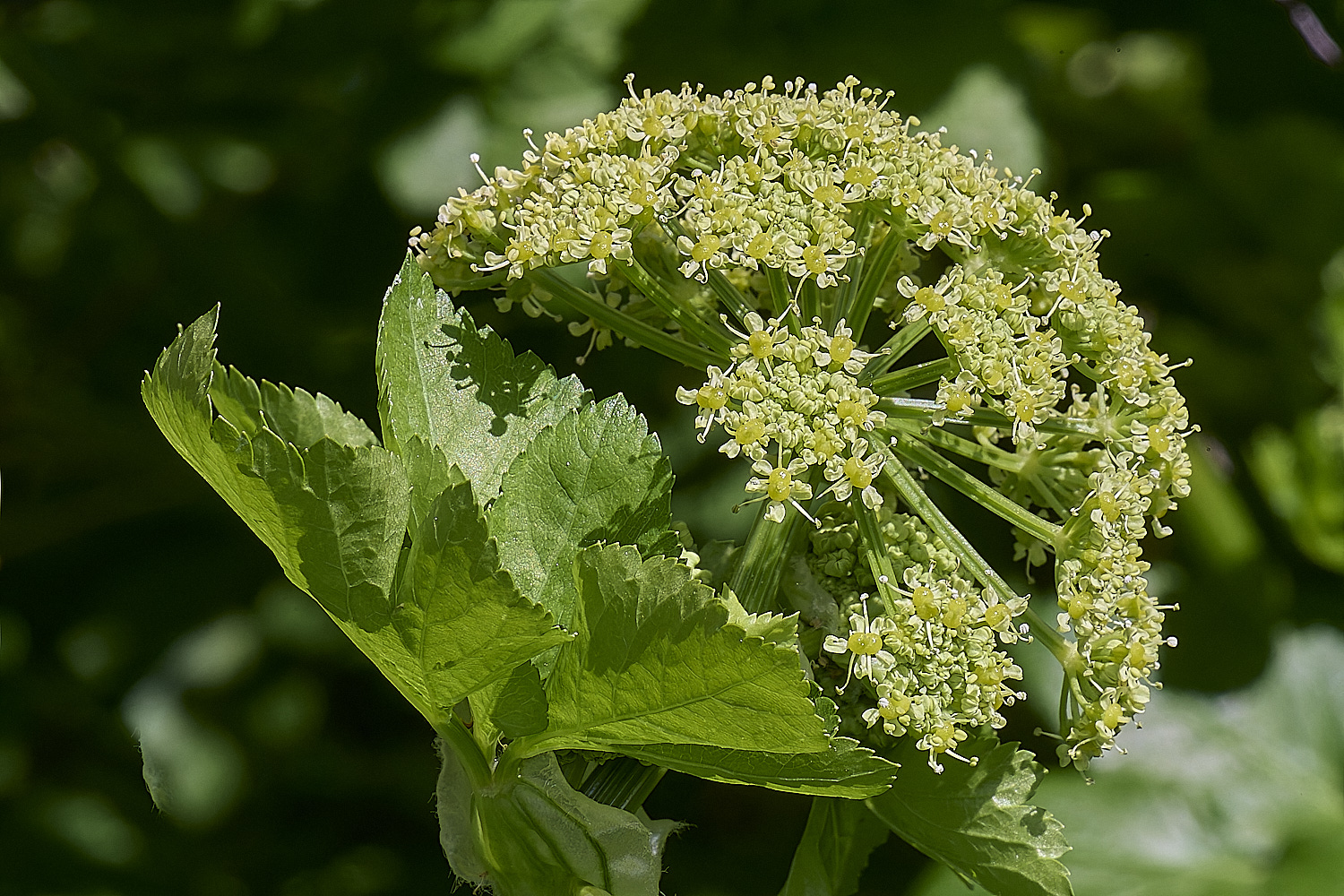 WalseyHillsAlexanders0704-25-1