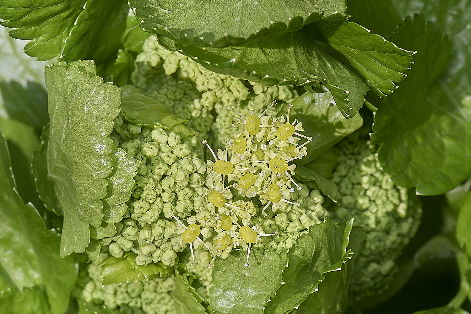 WalseyHillsAlexanders070425-2