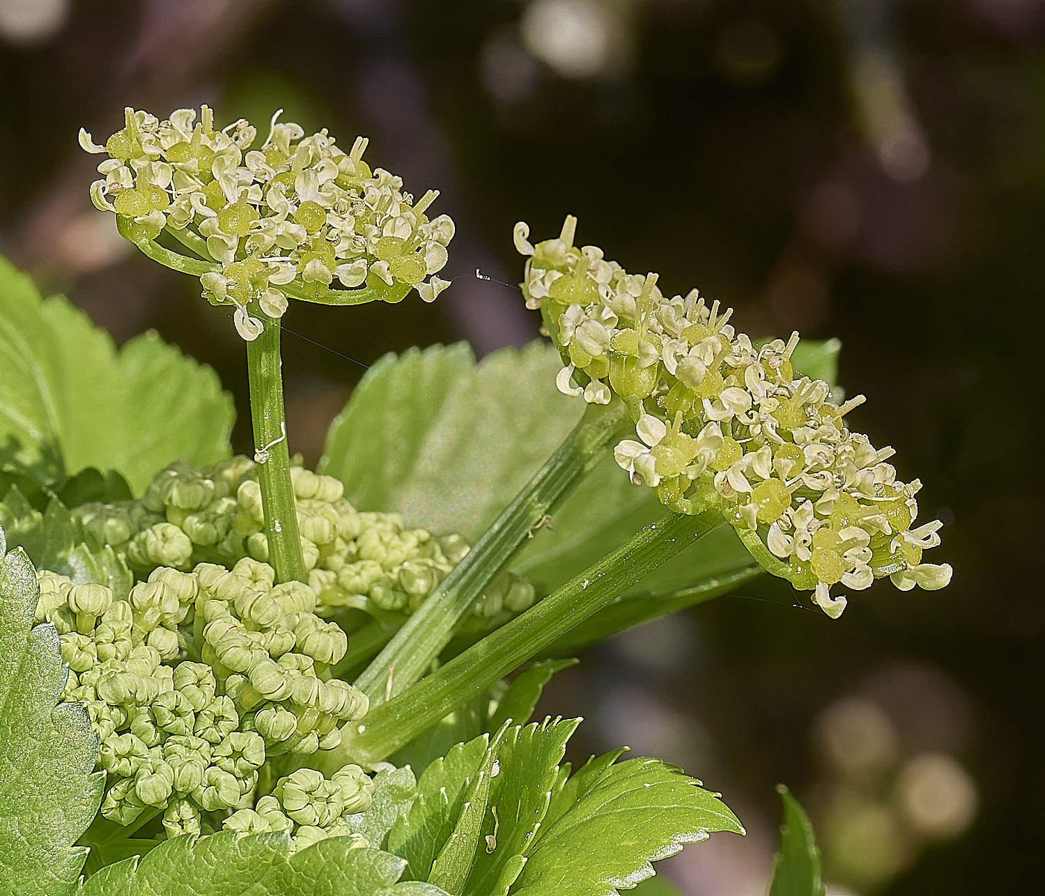 WalseyHillsAlexanders070425-3