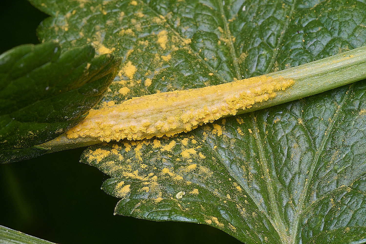 WalseyHillsAlexanders070425-4