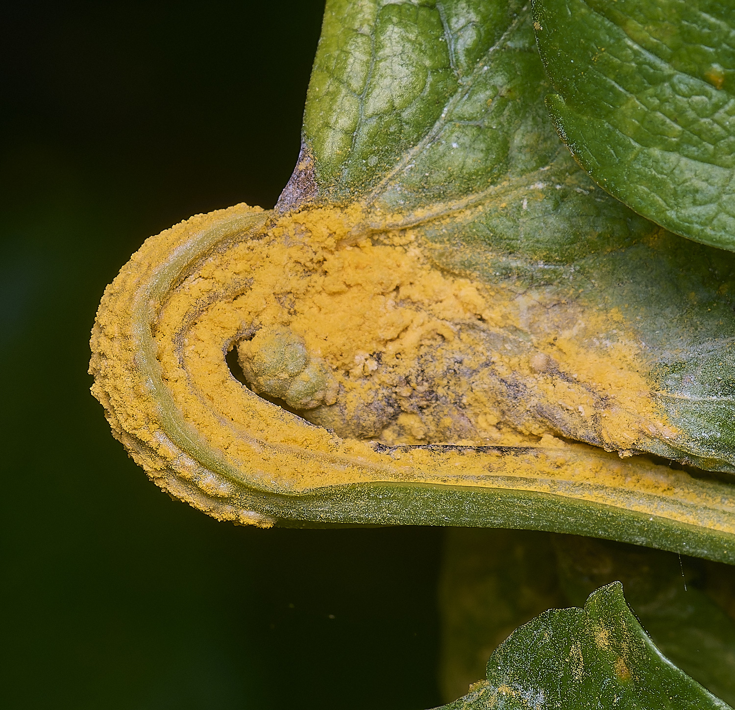 WalseyHillsAlexanders070425-5