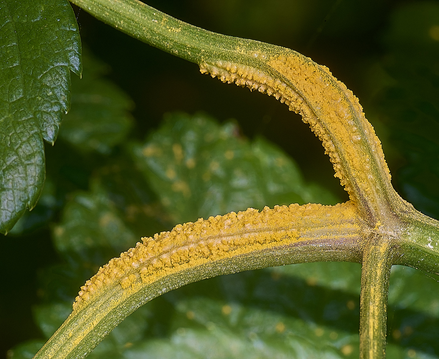 WalseyHillsAlexanders070425-6