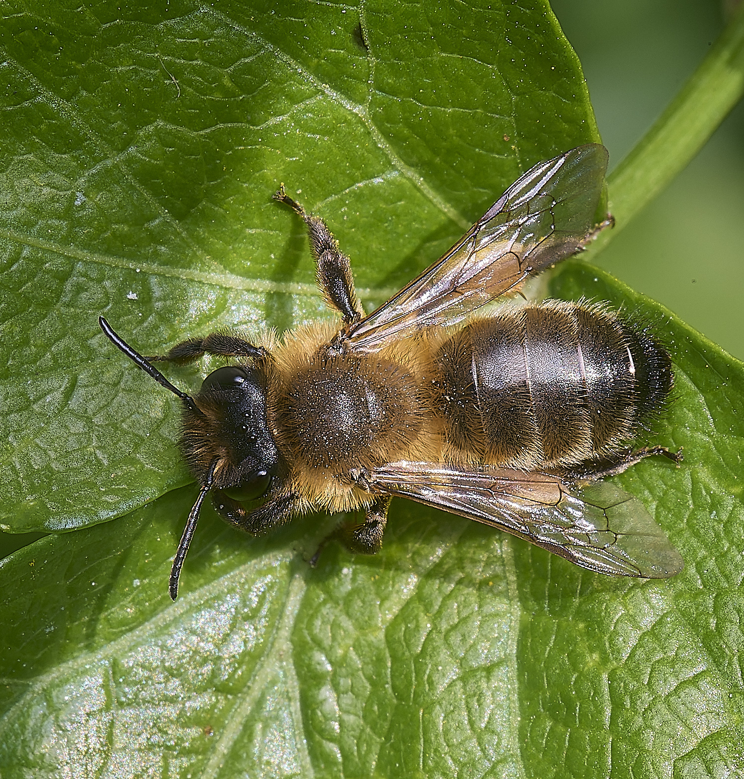 WalseyHillsBee070425-1