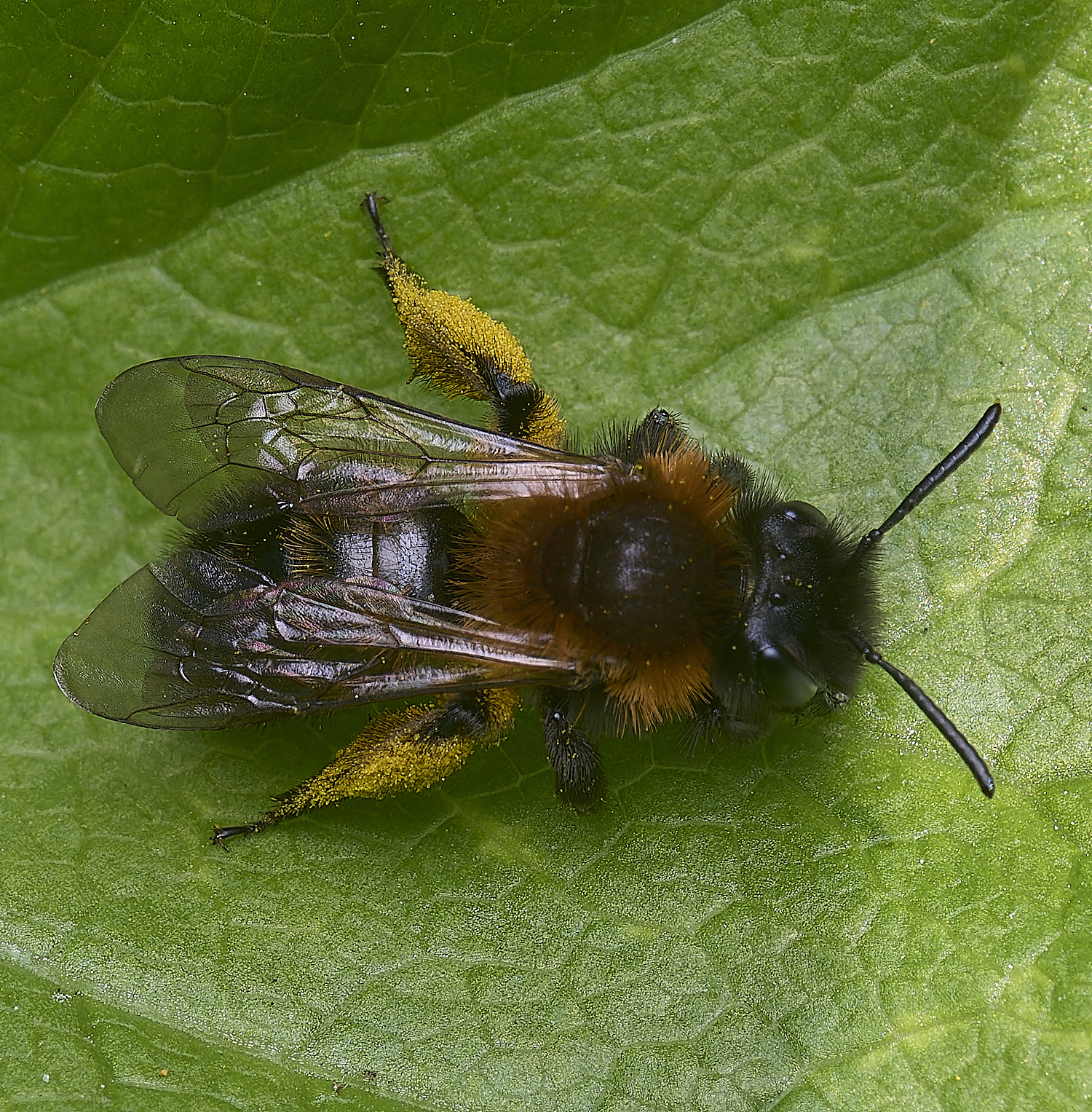 WalseyHillsBee2070425-1