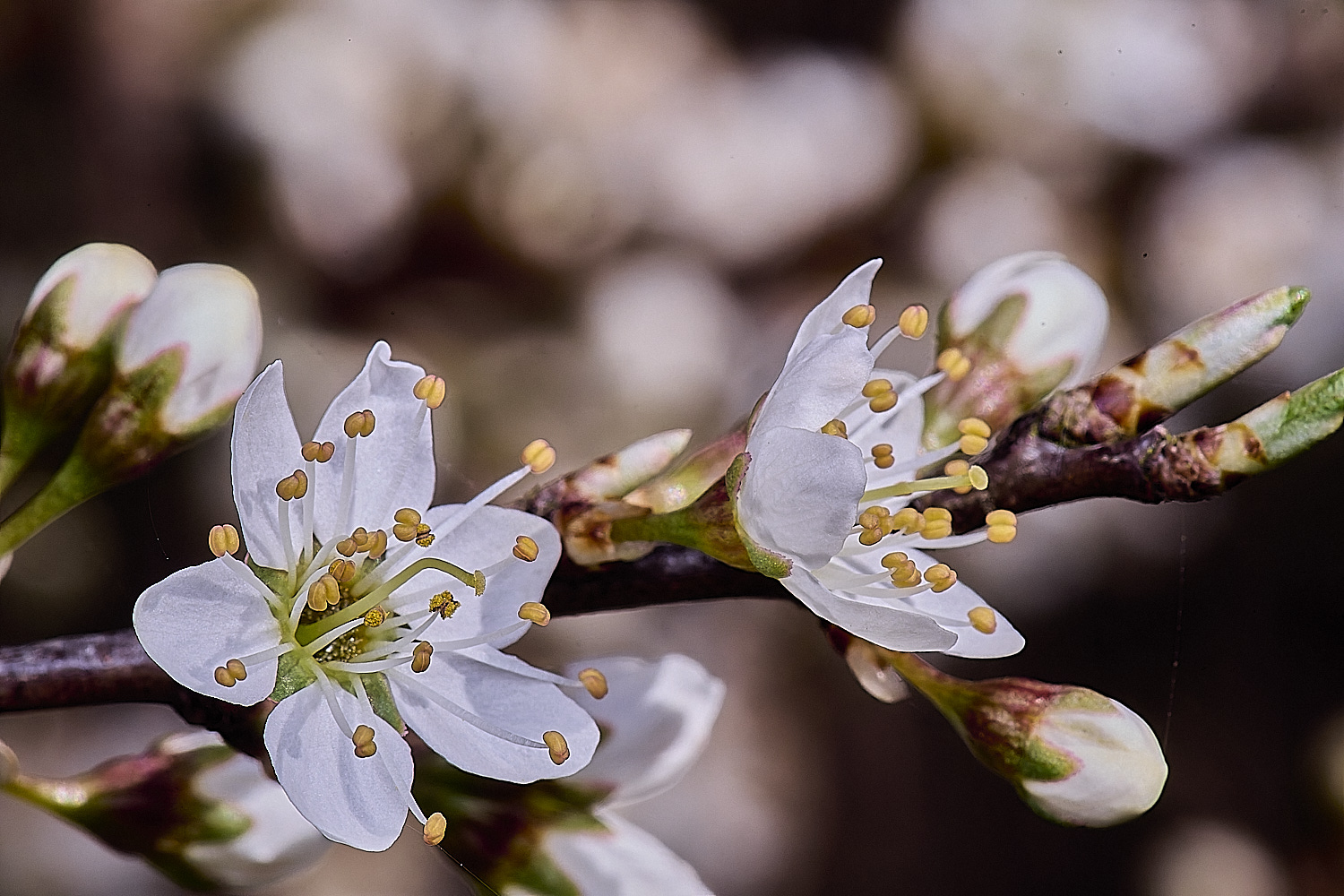 WalseyHillsBlackthorn070425-1