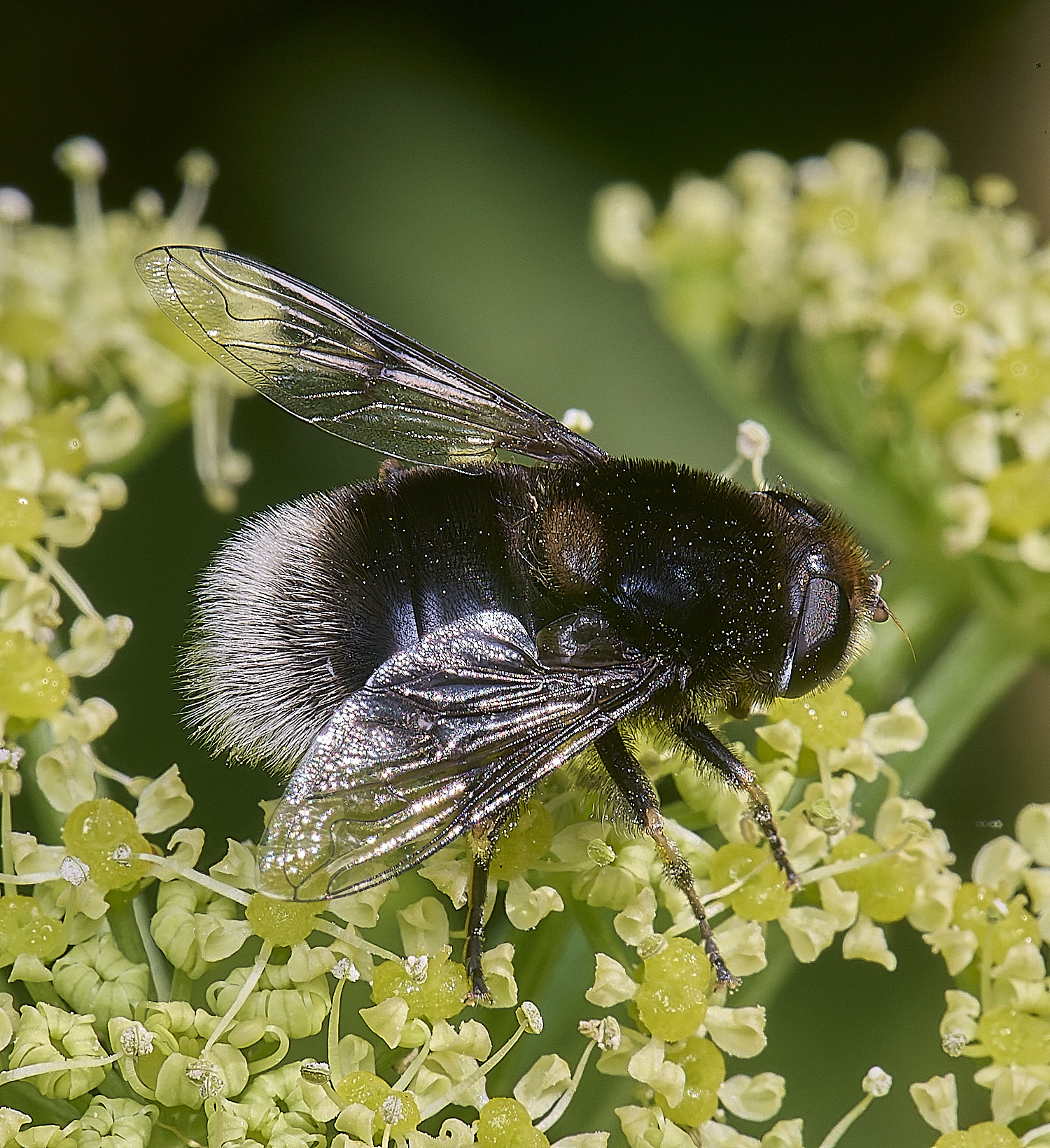 WalseyHillsMequestris070425-1