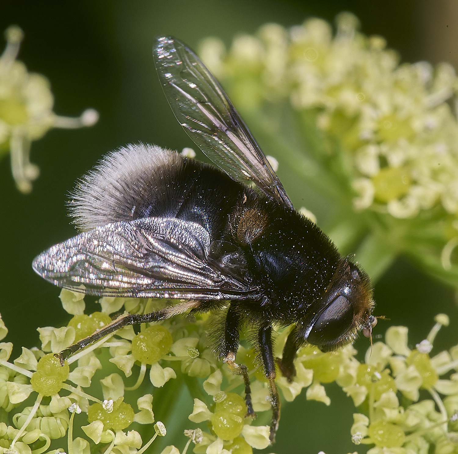 WalseyHillsMequestris070425-2