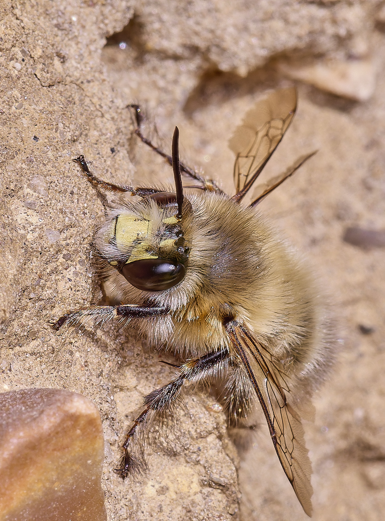 WeybourneHFFB070425-1