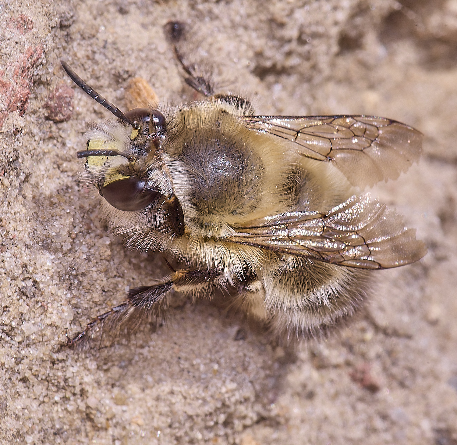 WeybourneHFFB070425-3