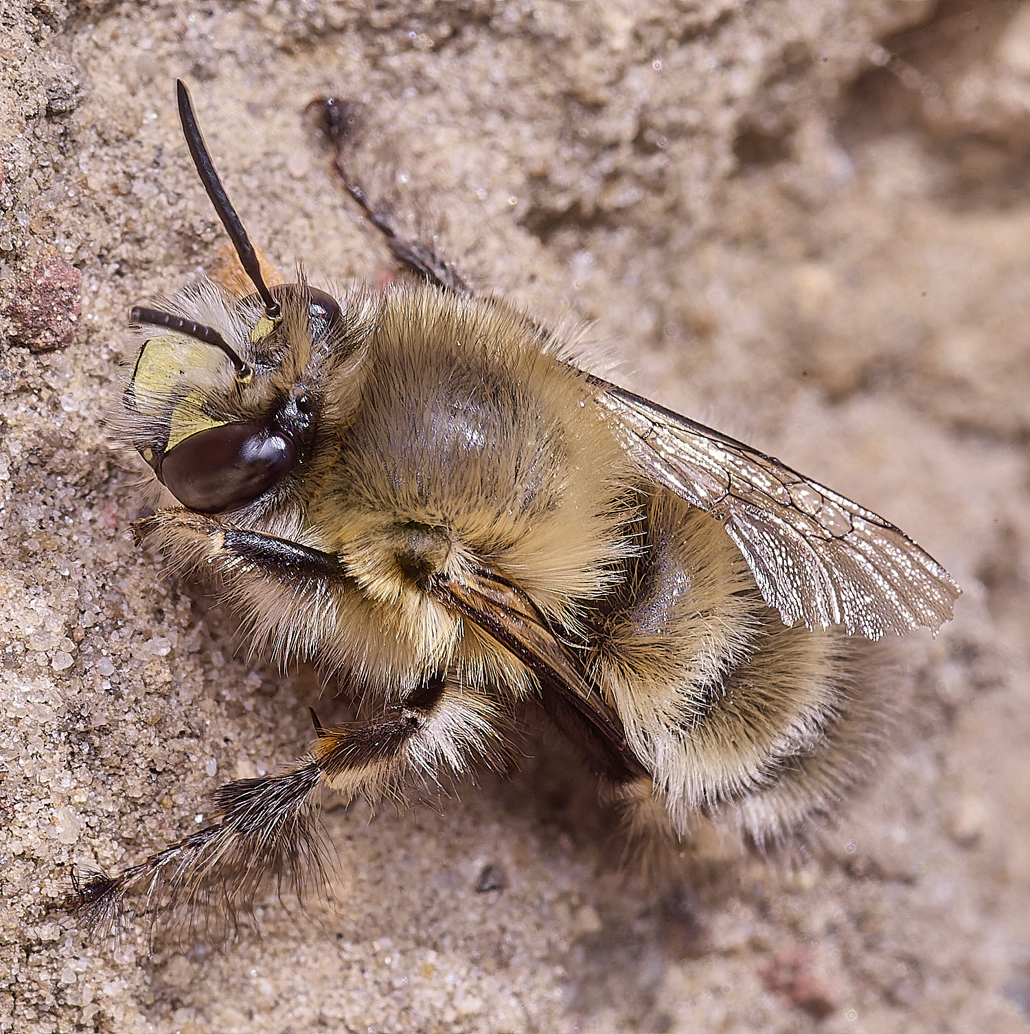 WeybourneHFFB070425-4