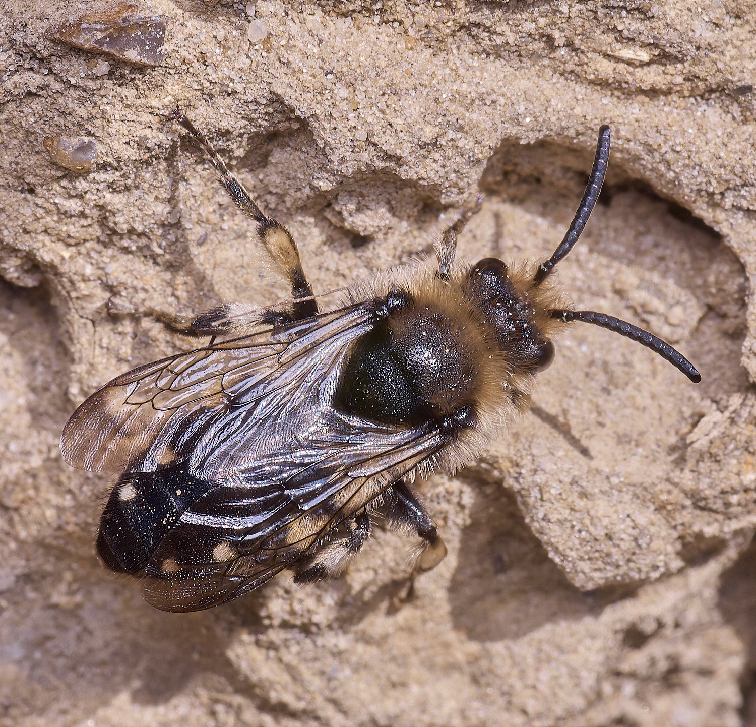 WeybourneMalbifrons070425-2