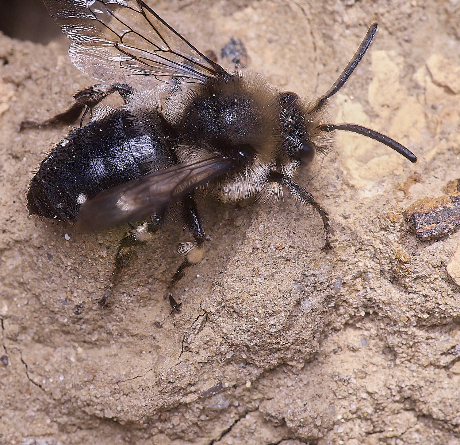 WeybourneMalbifrons070425-3