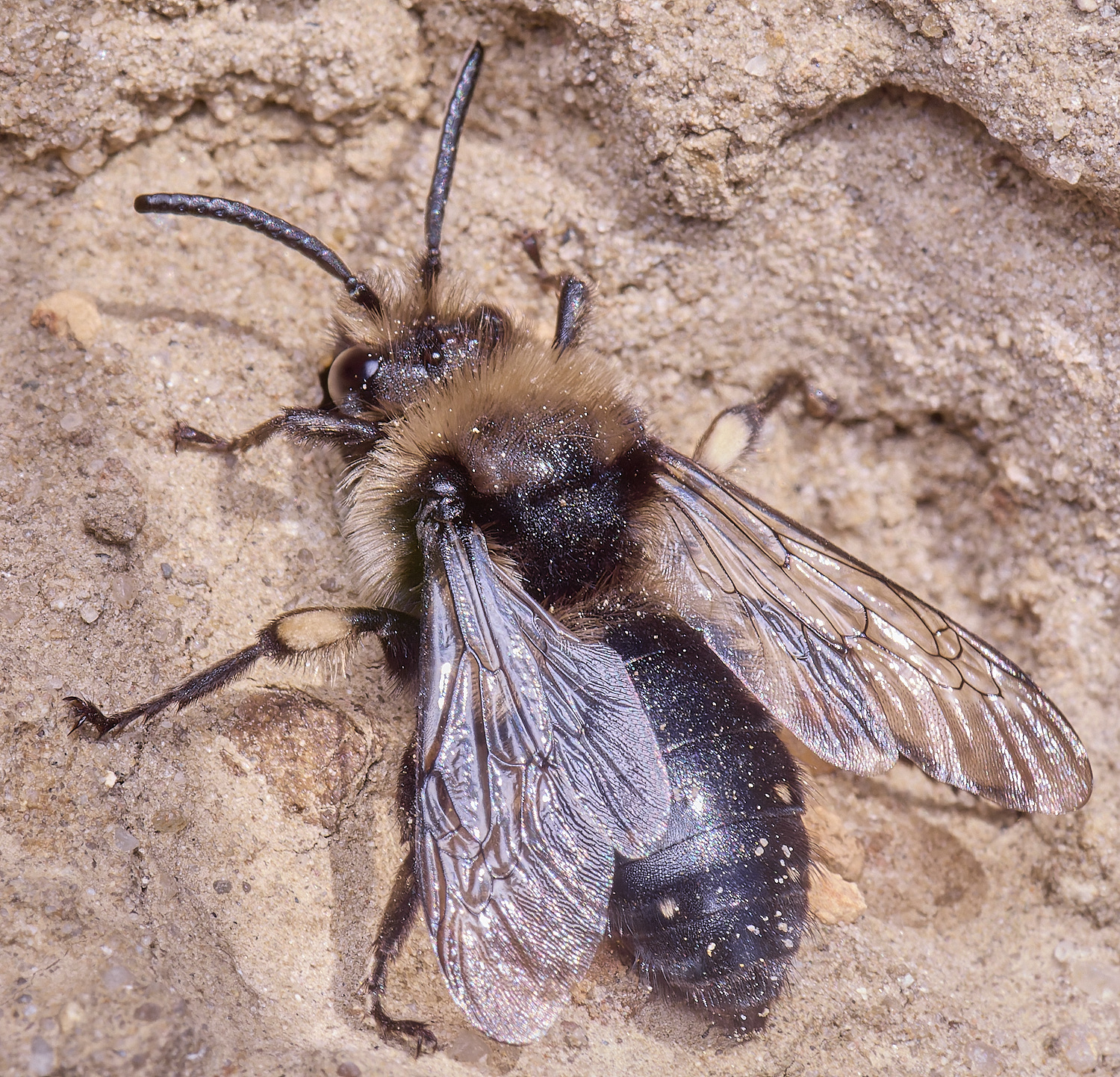 WeybourneMalbifronso70425-1