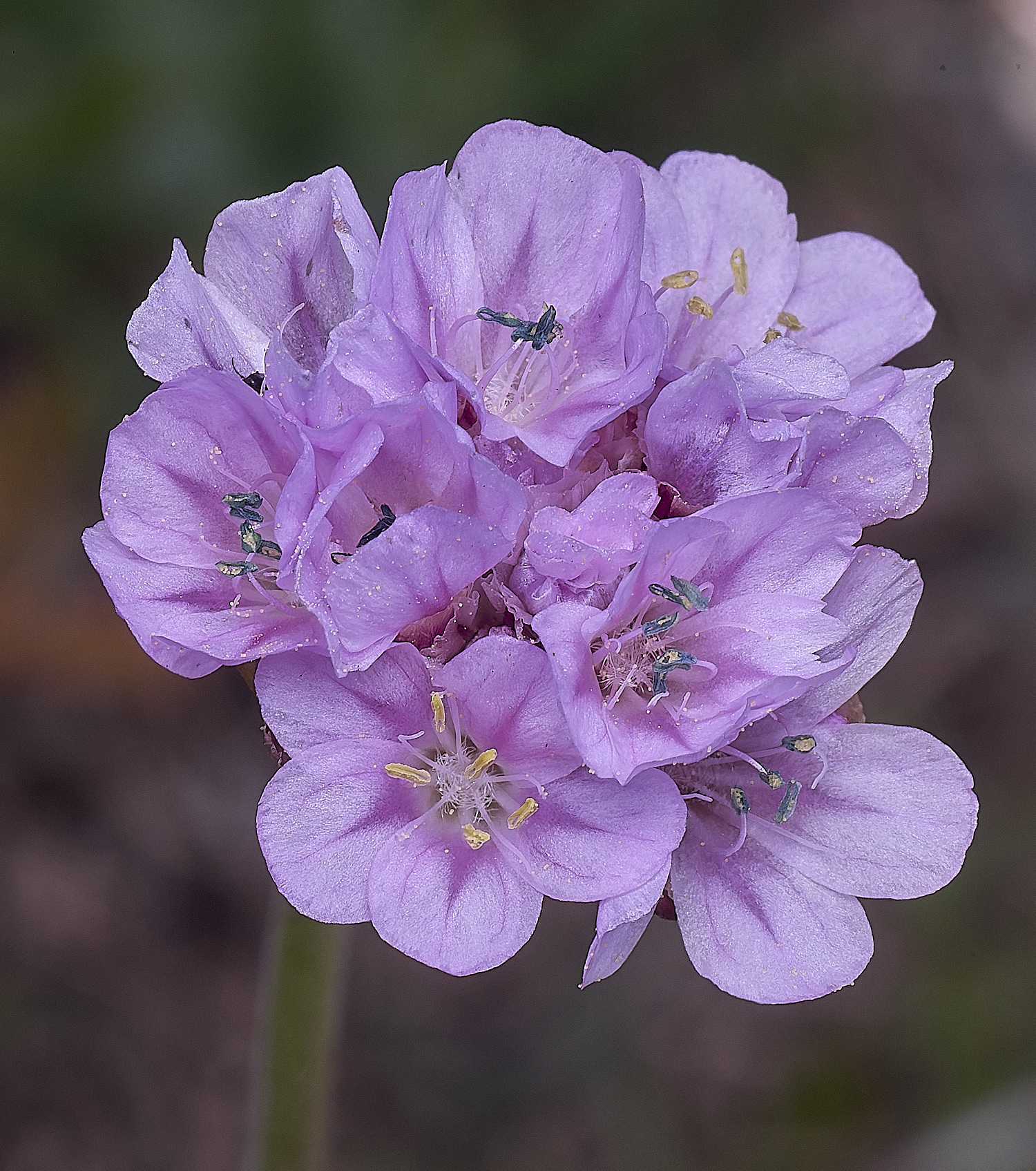 WeybourneThrift070425-1