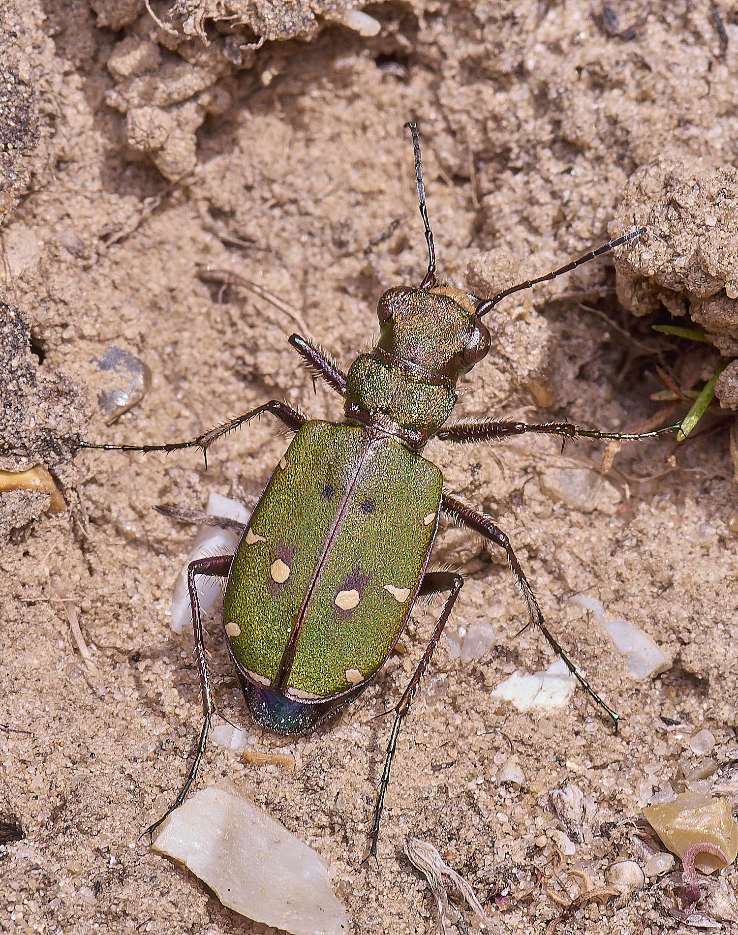 WeybourneTigerBeetle070425-1