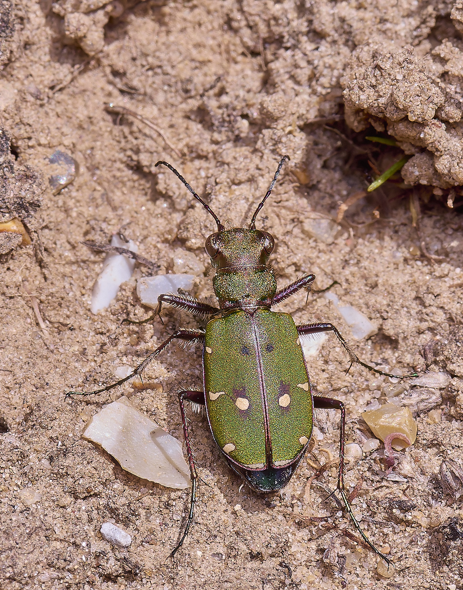 WeybourneTigerBeetle070425-2