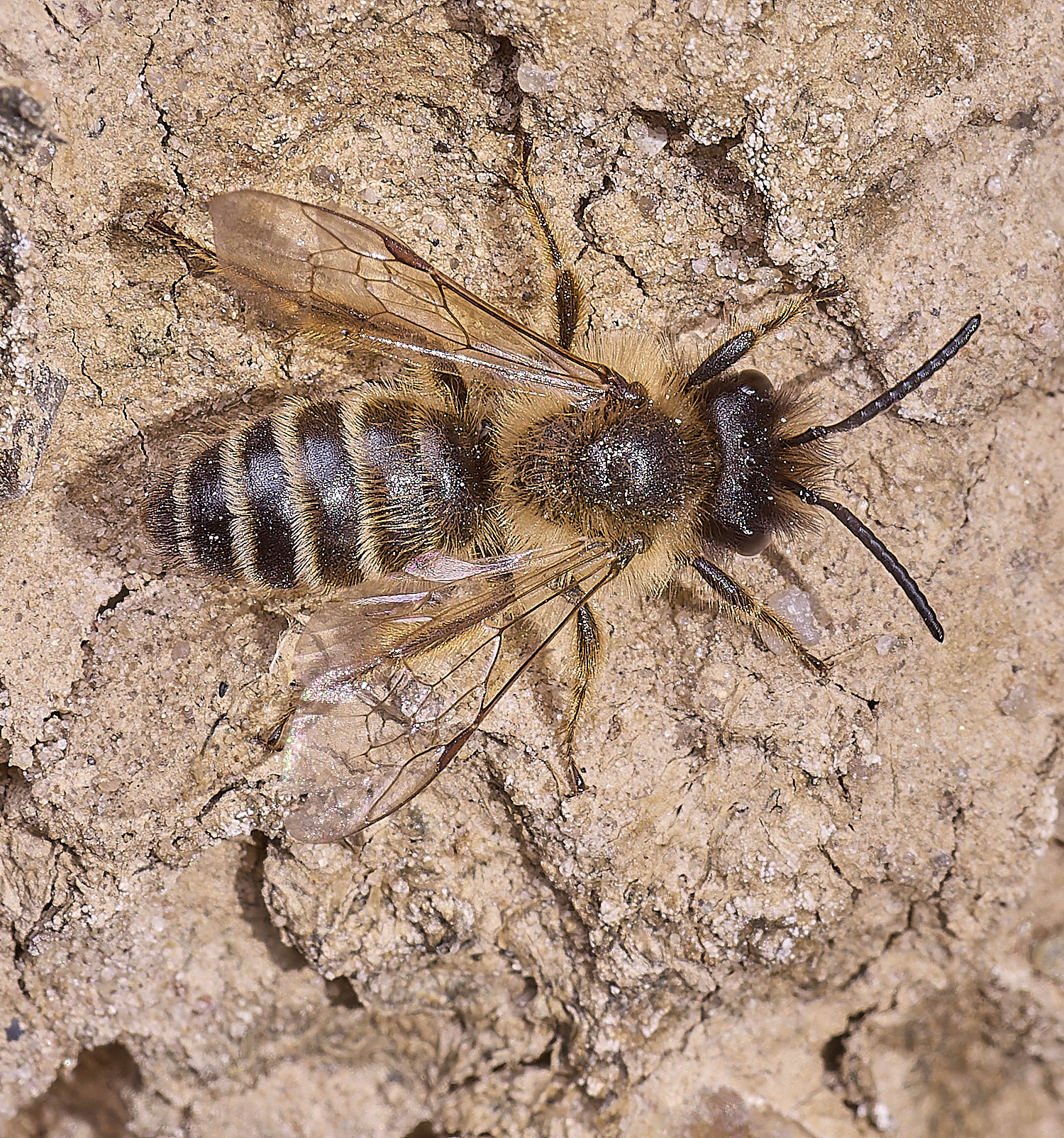 WeybourneYLMB070425-1