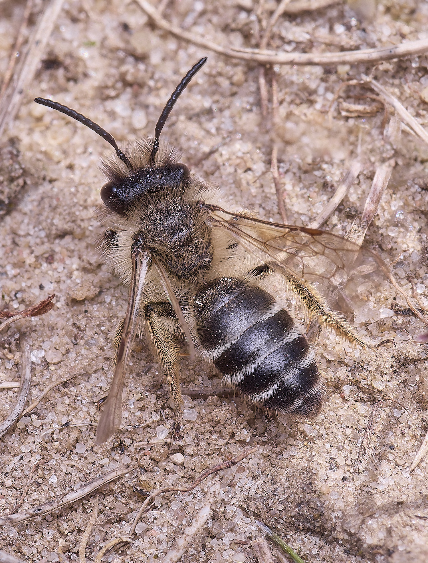 WeybourneYLMB70425-2