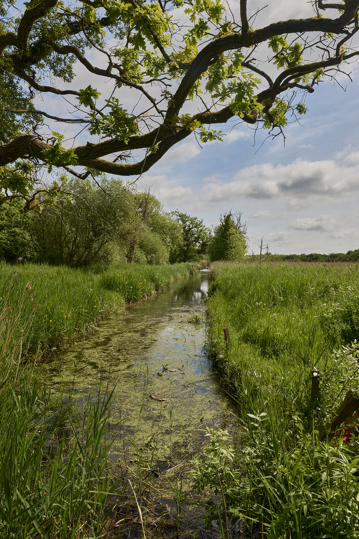 Wheatfen290525-1