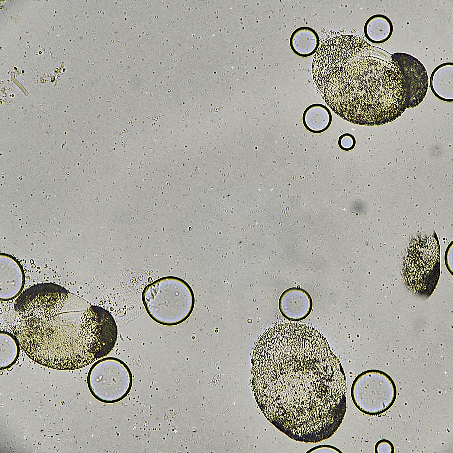 WheatfenBlob290525-3