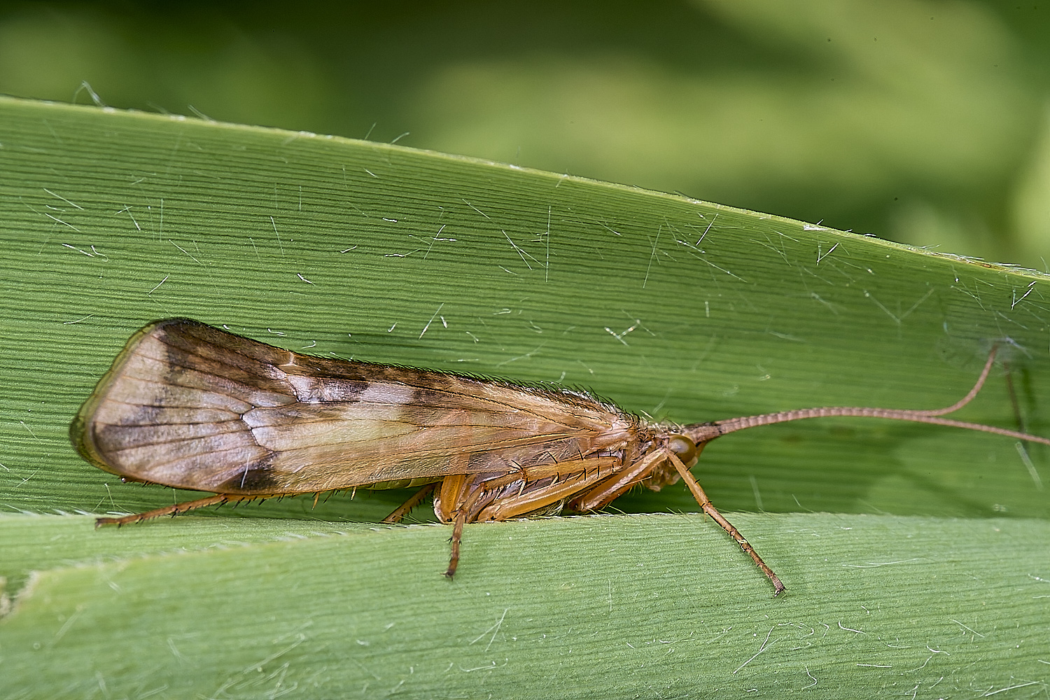 WheatfenCaddis290525-1 2