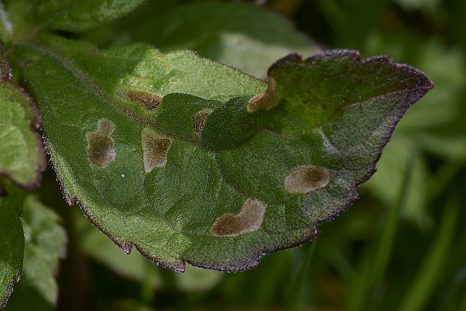 WheatfenCasebearer300425-1