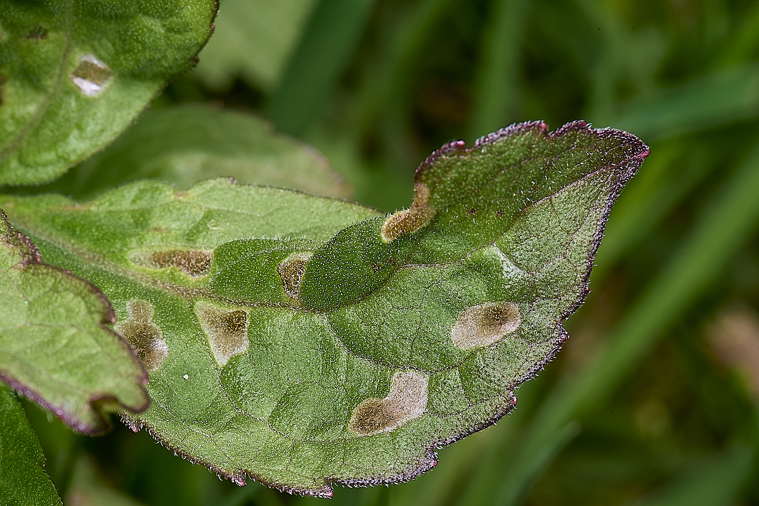 WheatfenCasebearer300425-2