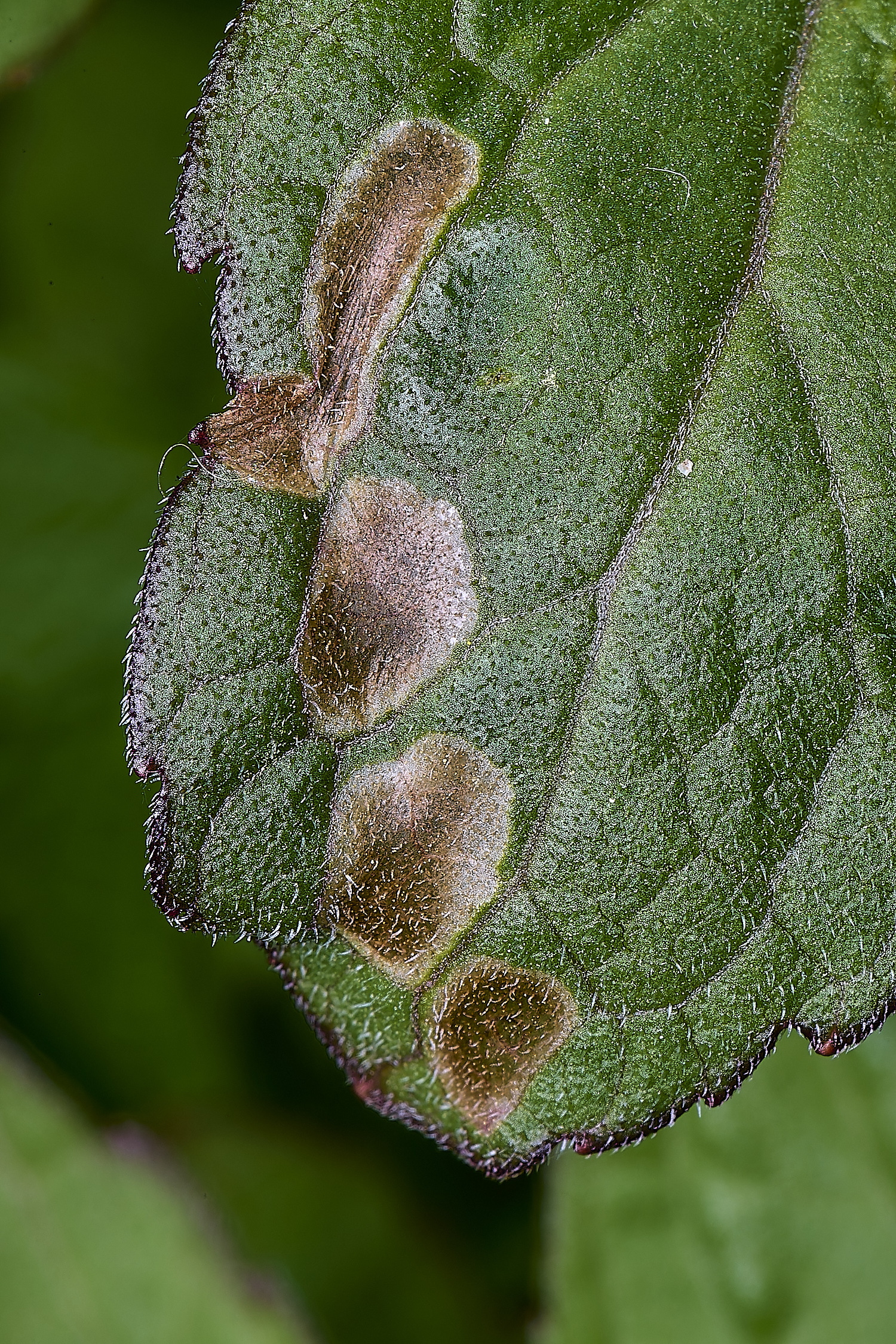 WheatfenCasebearer300425-3