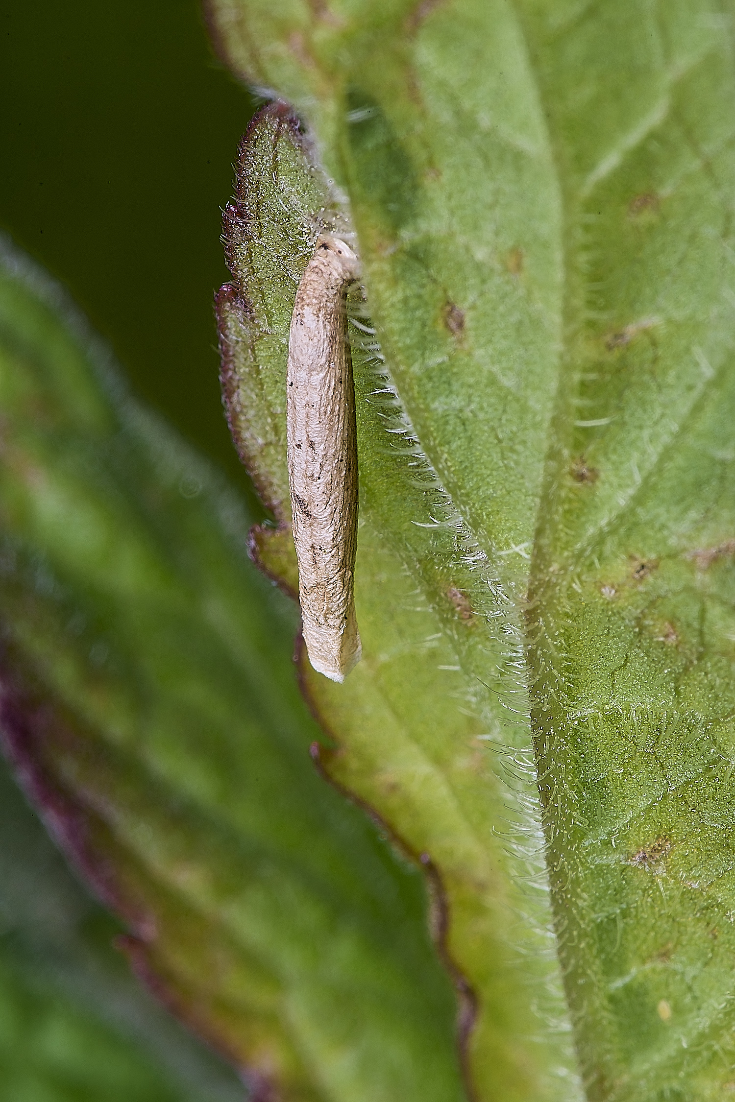 WheatfenCasebearer300425-4