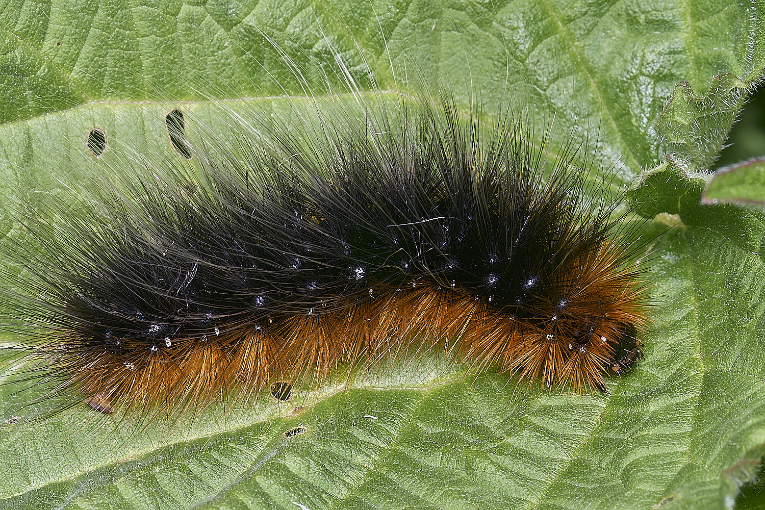 WheatfenCaterpillar1290525-1
