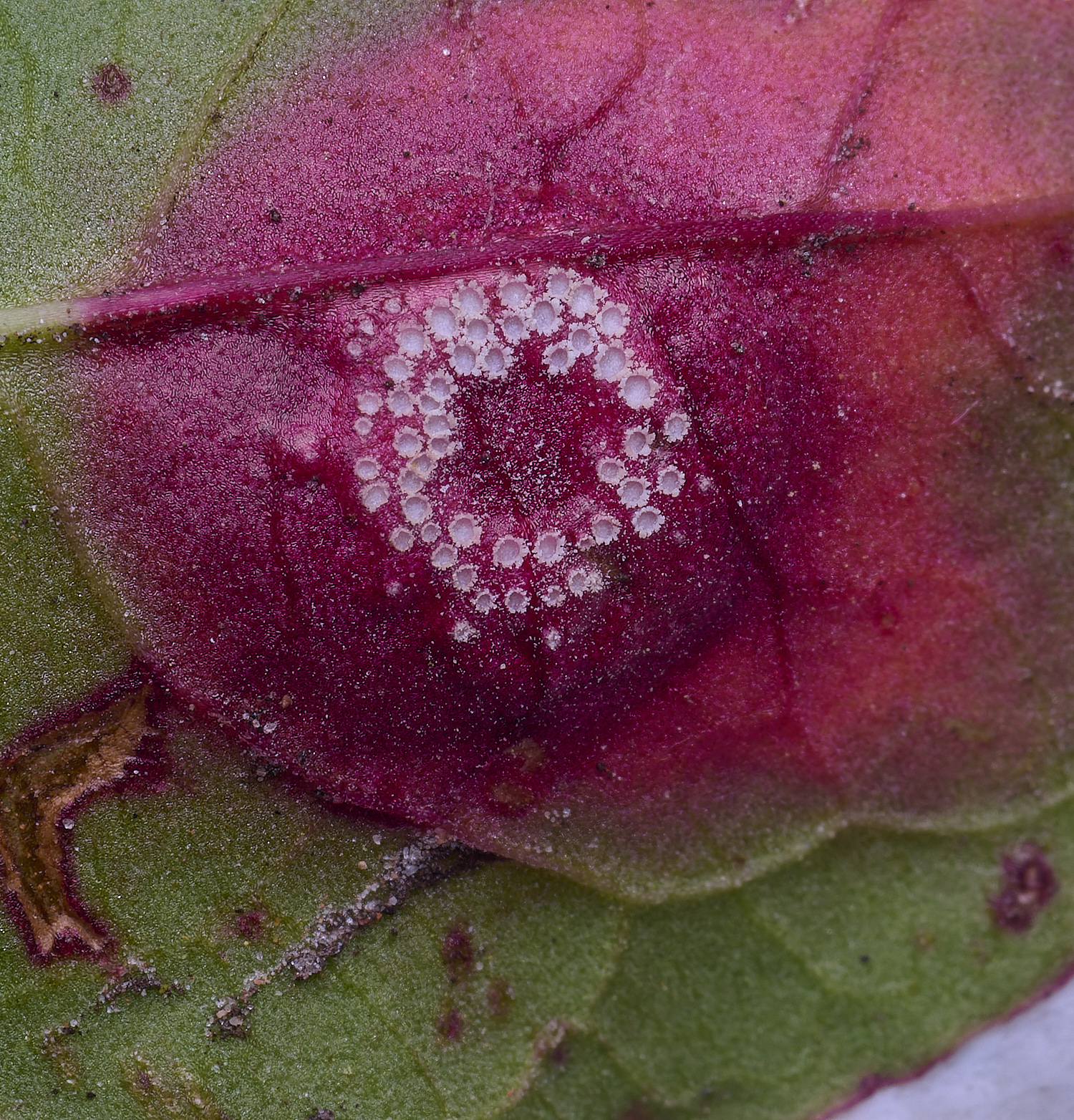 WheatfenDockRust300425-1